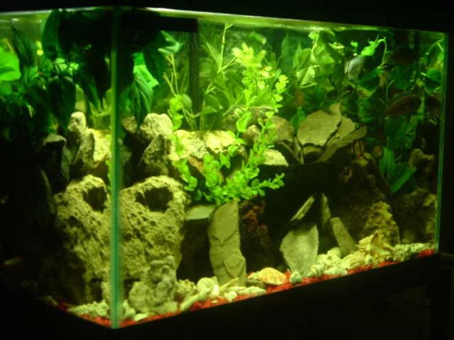 freshwater fish tank (mostly fish and non-living decorations) - My 29 gal Cichlid & Barb Tank 8-Fish at time of pic You can see the Tiger Barb Gang. Center Right in the pic.