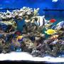 90 gallons saltwater fish tank (mostly fish, little/no live coral) - My 90 Gallons Tank with fishes only