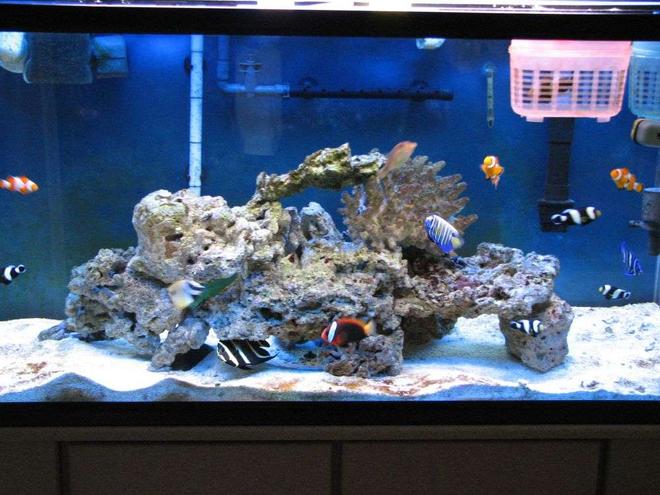 90 gallons saltwater fish tank (mostly fish, little/no live coral) - 90 Gallons With great fishes