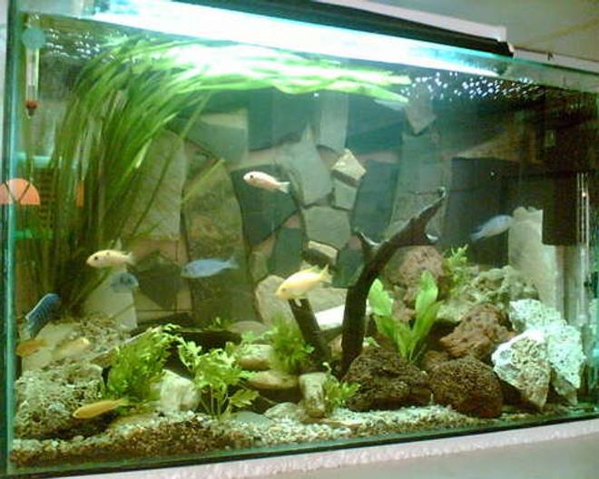 50 gallons planted tank (mostly live plants and fish) - My home african ciclids fish tank