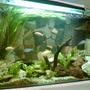 50 gallons planted tank (mostly live plants and fish) - My home african ciclids fish tank