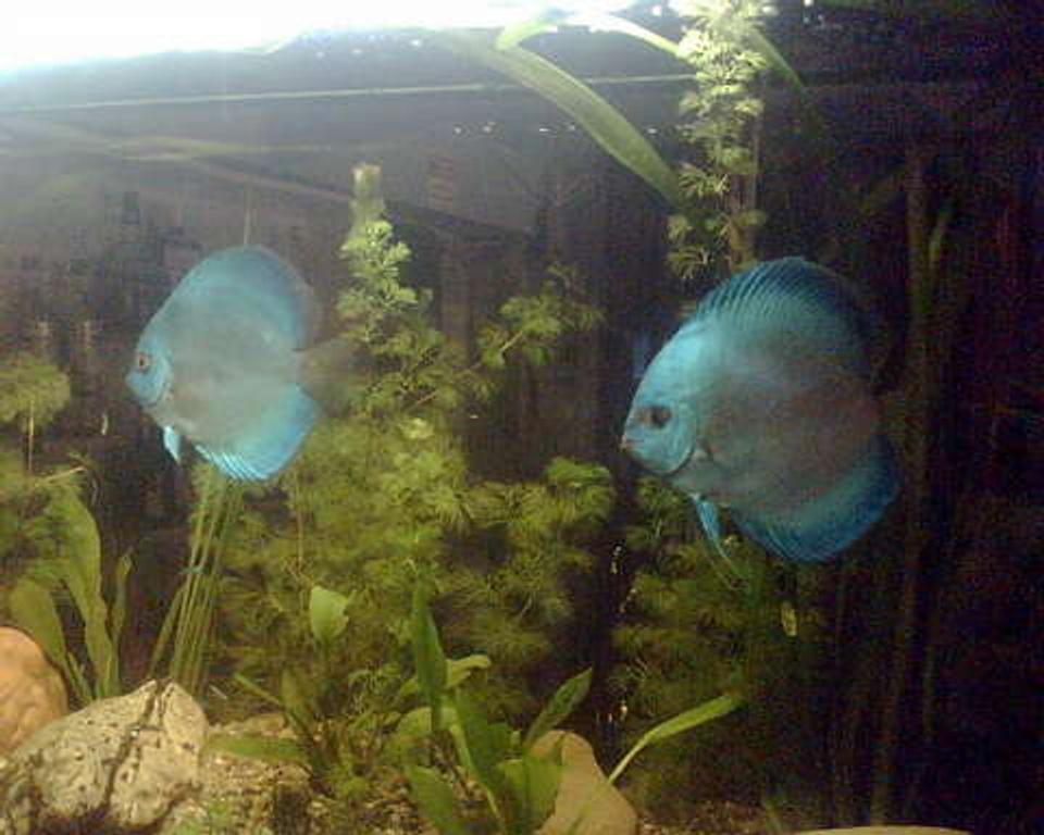 freshwater fish - symphysodon sp. - blue diamond discus stocking in 120 gallons tank - Check this out.A Blu Diamond Pair