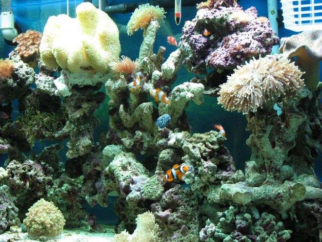 90 gallons saltwater fish tank (mostly fish, little/no live coral) - My tank with some corals and mostly nemos
