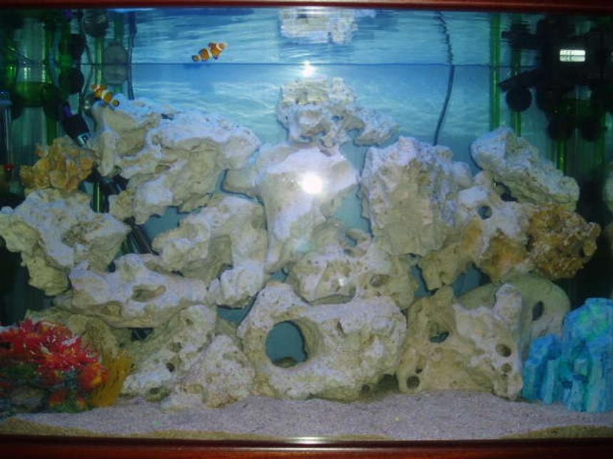 Rated #41: 29 Gallons Saltwater Fish Tank - Mine and my girlfriends new set up