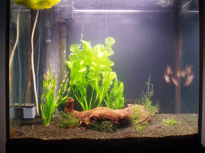 22 gallons planted tank (mostly live plants and fish) - New plants bought today.