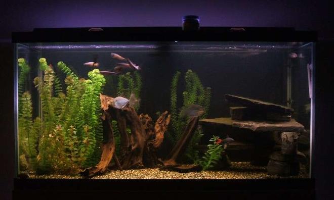 90 gallons freshwater fish tank (mostly fish and non-living decorations) - 90 Gallon freshwater tank.  This one sits at the foot of my bed, the most relaxing site and sound to go to sleep to.