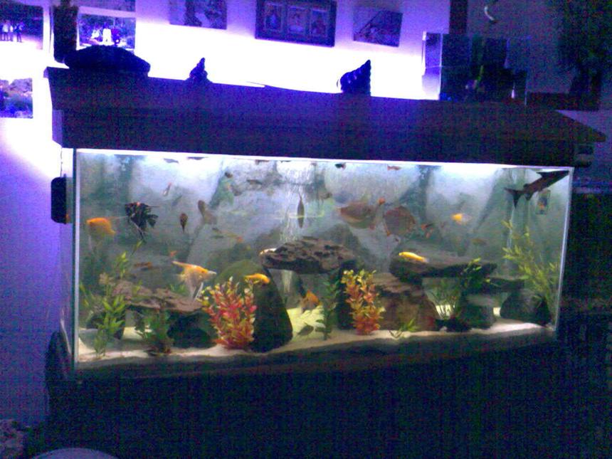 Rated #334: 52 Gallons Freshwater Fish Tank - not bad for a first tank