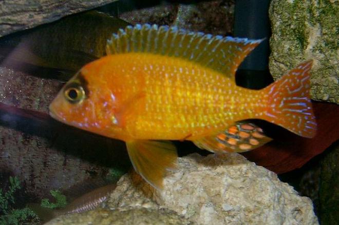 freshwater fish - aulonocara sp. - dragon blood peacock stocking in 95 gallons tank - Golden Peacock or Straberry Peacock. Many names for the same fish, He is a man made breed of African Cichlid.
His name is Chambers and he is a proud father of many young fry,