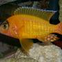 freshwater fish - aulonocara sp. - dragon blood peacock stocking in 95 gallons tank - Golden Peacock or Straberry Peacock. Many names for the same fish, He is a man made breed of African Cichlid. His name is Chambers and he is a proud father of many young fry,