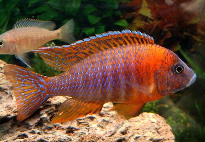 freshwater fish - aulonocara rubescens - ruby red peacock stocking in 55 gallons tank - Red Peacock close up. Manual, Micro mode, no flash.
