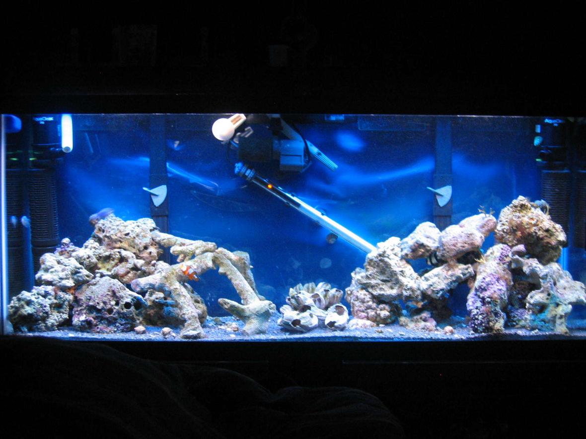 55 gallons saltwater fish tank (mostly fish, little/no live coral) - Recent Pic