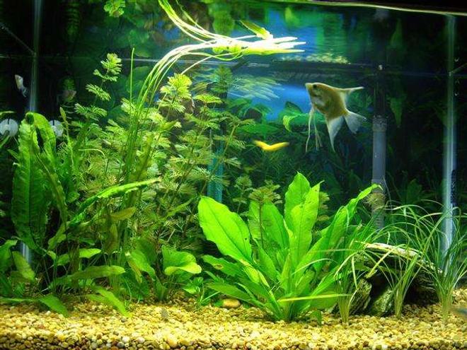 20 gallons freshwater fish tank (mostly fish and non-living decorations) - 20 Gal Aquarium whit power filter Tetra Whisper 30, no undergrabel filter nor air bubles. Amminia 0, Nitrite 0. 100 W heater, water 78 F.