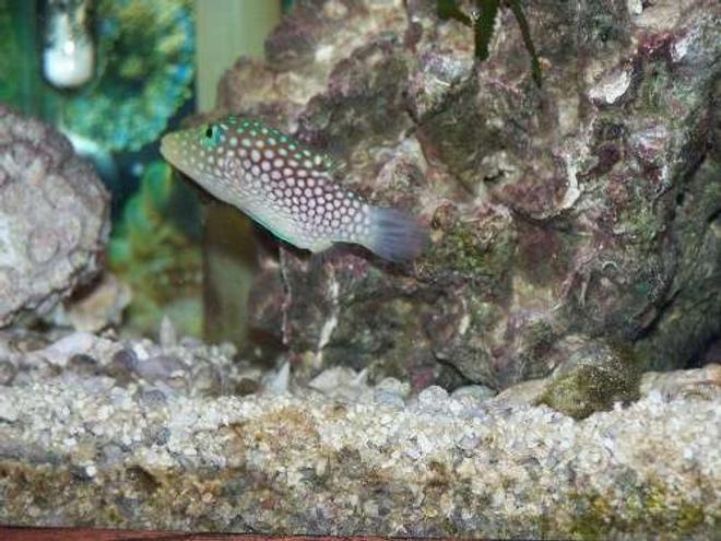 saltwater fish - canthigaster jactator - spotted puffer stocking in 55 gallons tank - The spotted puffer