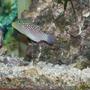 saltwater fish - canthigaster jactator - spotted puffer stocking in 55 gallons tank - The spotted puffer