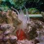 corals inverts - condylactis gigantea - condy anemone stocking in 55 gallons tank - The anenome.