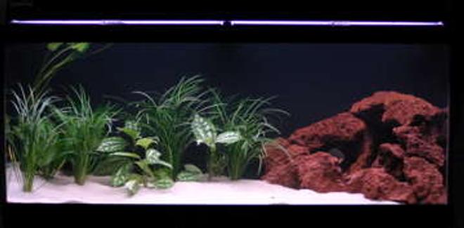 75 gallons freshwater fish tank (mostly fish and non-living decorations) - my 75g piranha tank