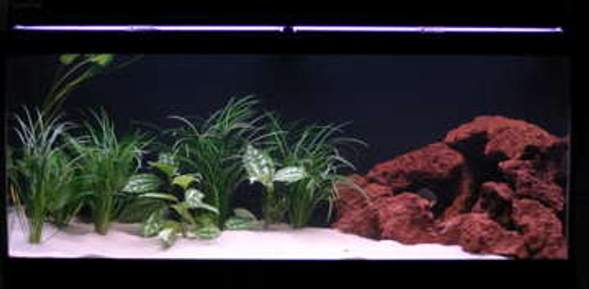 Rated #83: 75 Gallons Freshwater Fish Tank - my 75g piranha tank