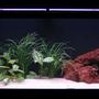 75 gallons freshwater fish tank (mostly fish and non-living decorations) - my 75g piranha tank