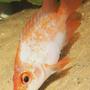 freshwater fish - amphilophus citrinellus - midas cichlid stocking in 75 gallons tank - Midas