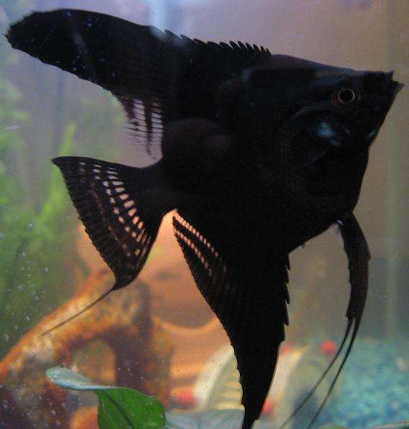 Rated #42: Freshwater Fish - Pterophyllum Sp. - Black Veil Angel Stocking In 20 Gallons Tank - Cookie
My Straight Tail Angelfish

Very inquisitive, so much so I have to be extra careful when arranging inside tank because he/she will approach instead of hide!