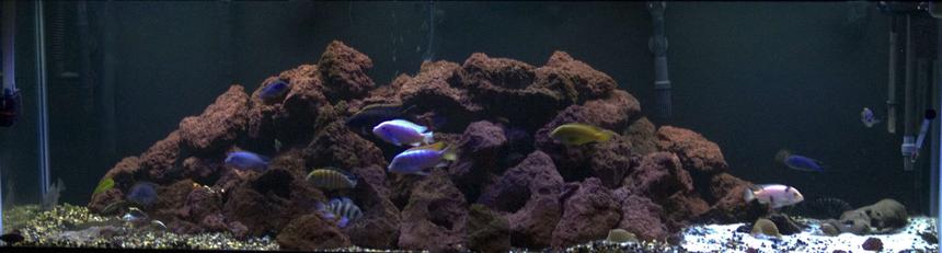 Rated #1365: 125 Gallons Freshwater Fish Tank - 125 Gal African Cichlid tank