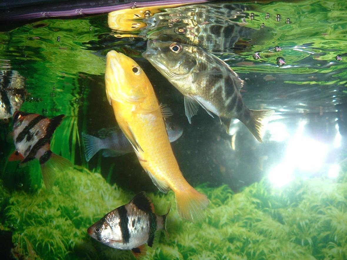 freshwater fish - labidochromis caeruleus - electric yellow cichlid stocking in 55 gallons tank - two of my sisters many cichilds.. a Giraffe cichlid, and an electric yellow.. going to eat.... with tiger barbs and fellow tank mate in the background..
