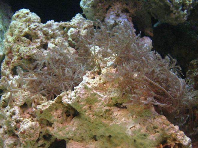 corals inverts - xenia sp. - white pom pom xenia, red sea stocking in 55 gallons tank - Pom Pom xenia
