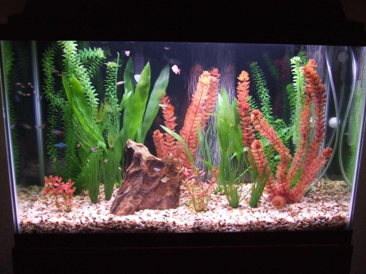 29 gallons freshwater fish tank (mostly fish and non-living decorations) - Here is my beautiful tank I have worked so hard on and love so much!!!