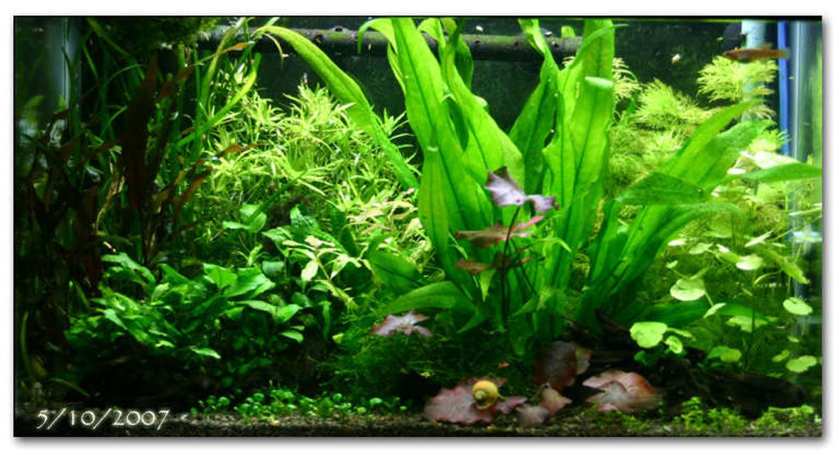 20 gallons planted tank (mostly live plants and fish) - 20 Gallon Tank