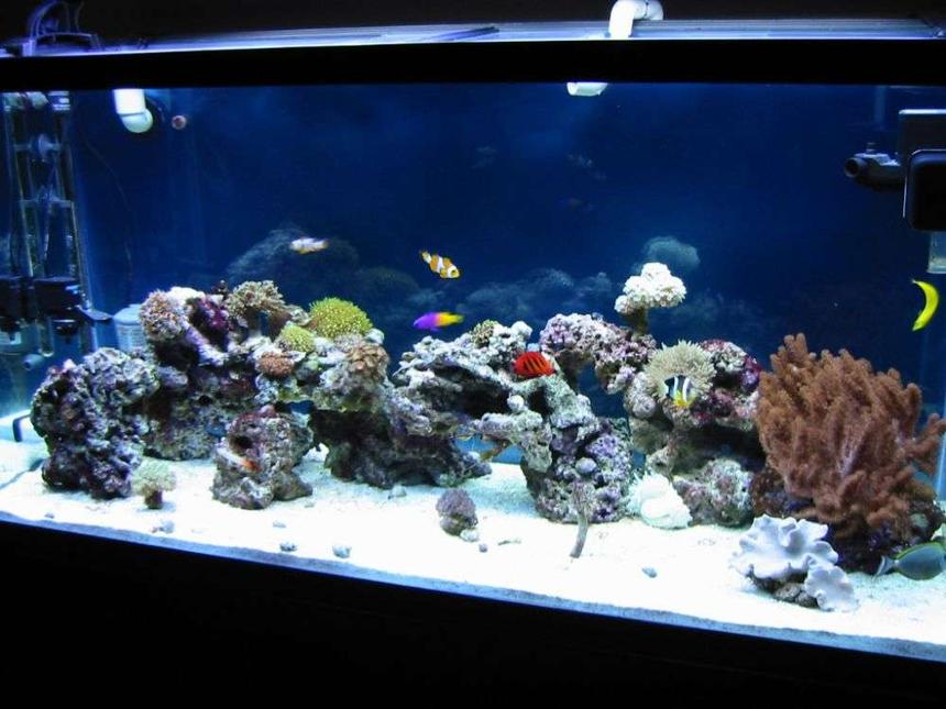 Rated #14: 90 Gallons Saltwater Fish Tank - My new tank with little corals and some fishes