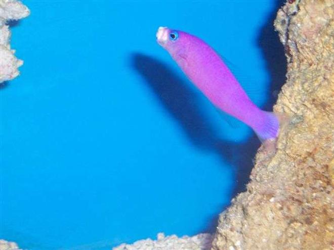 saltwater fish - pseudochromis porphyreus - purple pseudochromis stocking in 125 gallons tank - My Dottyback moving rocks. It took forever to get this picture.