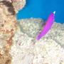 saltwater fish - pseudochromis porphyreus - purple pseudochromis stocking in 125 gallons tank - Dottyback moving rocks