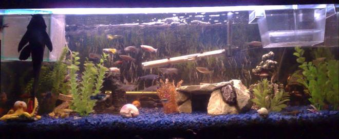22 gallons freshwater fish tank (mostly fish and non-living decorations) - Just a small update, a few changes as you can see s**t loads of babies