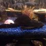 freshwater fish - glyptoperichthys gibbiceps - sailfin pleco (l-83) stocking in 22 gallons tank - my xl pleco about 8" long