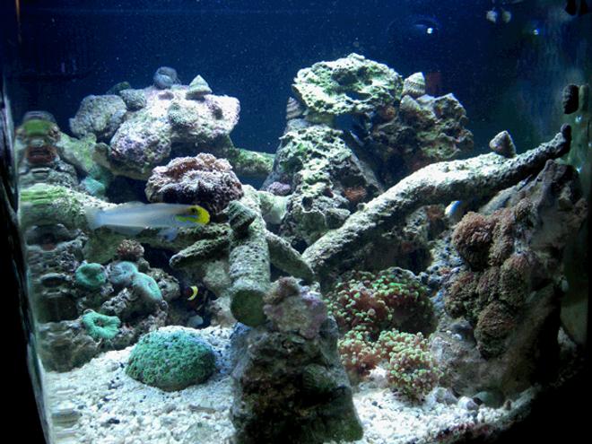 24 gallons reef tank (mostly live coral and fish) - 24 gallon nano cube