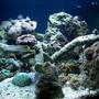 24 gallons reef tank (mostly live coral and fish) - 24 gallon nano cube
