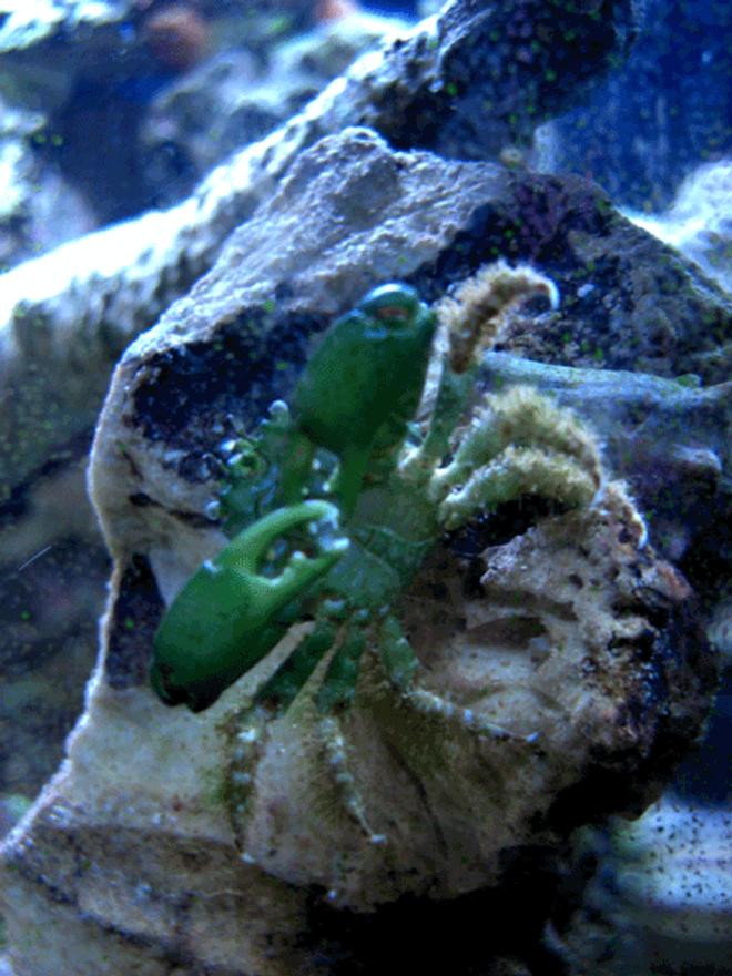 corals inverts - mithrax sculptus - emerald crab stocking in 24 gallons tank - Emerald Crab