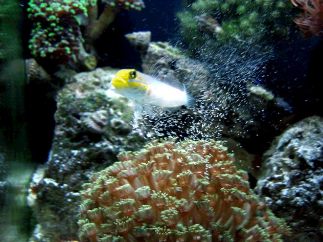 saltwater fish - valenciennea strigata - sleeper gold head goby stocking in 24 gallons tank - Siftin the sand