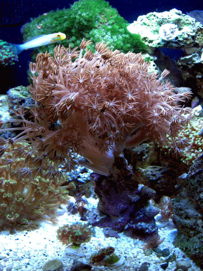 corals inverts - anthelia sp. - waving hand - blue stocking in 24 gallons tank - My mother colony pulsing xenia