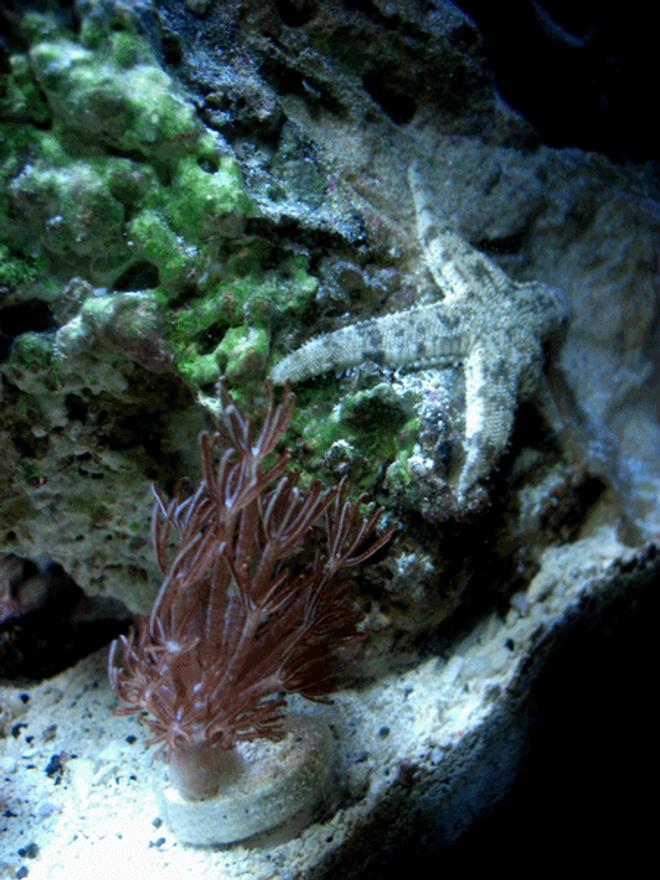 corals inverts - anthelia sp. - waving hand - blue stocking in 24 gallons tank - My sand sifting Star Fish and xenia