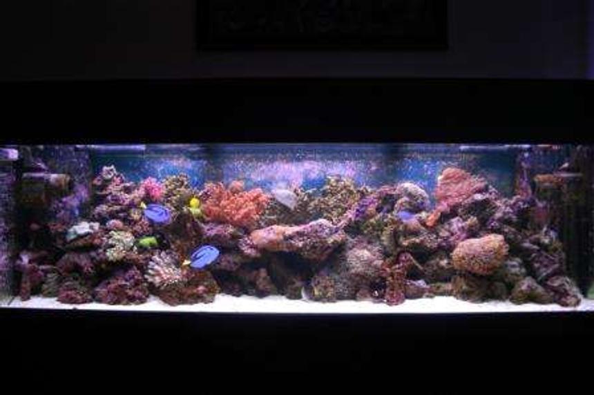 Rated #53: 125 Gallons Reef Tank - 125g 72'x18'x22' VHO lighting ARO Ballasts, 880watts URI bulbs, 2 Seio 2600's, 150-200lbs of live rock, 100 lbs of live sand, ASM G3 protein skimmer, 35 gallon sump, mag 12 return pump, sedra pump running the skimmer, lots of corals, 1 Clown tang, 2 Blue Hippo tangs, 2 false percula's, 1 tile fish, 2 dart goby's, 1 blue damsel, 1 singapore angel, 2 cleaner shrimp, 1 purple loster, 1 corrase wrasse, 1 green chromis, 2 sand sifting star fish, lots of crabs and snails Total Cost Aprox 8500$