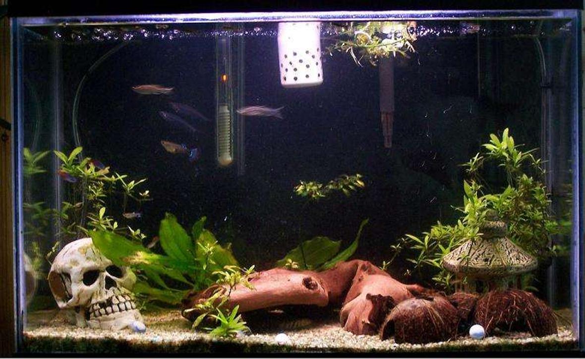 20 gallons planted tank (mostly live plants and fish) - 1 Common Plecko, 1 Albino Rainbow Shark, 2 Yoyo Loaches, 2 neon Tetras, 2 Zebra Danios, 2 Ghost Glass Catfish, 7 Guppies, 1 Flying Fox and a fiddler crab sword (?) red ludwigia hygrophilia polysperma