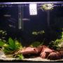 20 gallons planted tank (mostly live plants and fish) - 1 Common Plecko, 1 Albino Rainbow Shark, 2 Yoyo Loaches, 2 neon Tetras, 2 Zebra Danios, 2 Ghost Glass Catfish, 7 Guppies, 1 Flying Fox and a fiddler crab sword (?) red ludwigia hygrophilia polysperma