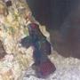 saltwater fish - synchiropus splendidus - green mandarin stocking in 125 gallons tank - Green Mandarin
