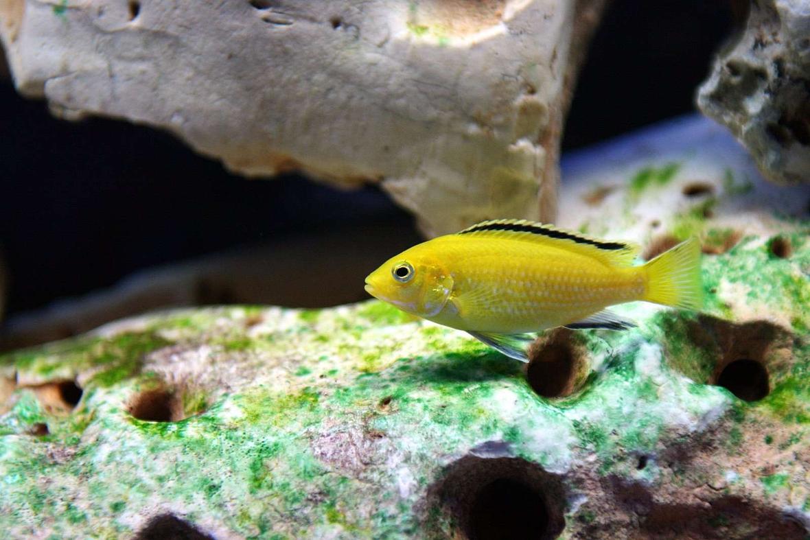 freshwater fish - labidochromis caeruleus - electric yellow cichlid stocking in 120 gallons tank - labidochromis caeruleus 2 Inches long
