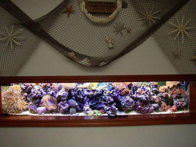 100 gallons reef tank (mostly live coral and fish) - 100 gallon mixed reef.
50 gallon sump/refugium
