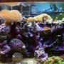 fish tank picture - closeup of 2nd 1/4 of tank