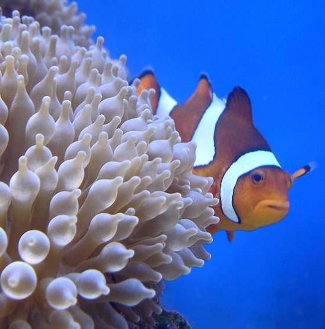 saltwater fish - amphiprion percula - true percula clownfish stocking in 140 gallons tank - Clown in BTA