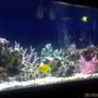 fish tank picture - My Tank