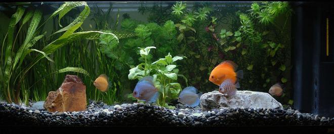 25 gallons freshwater fish tank (mostly fish and non-living decorations) - My new setup.